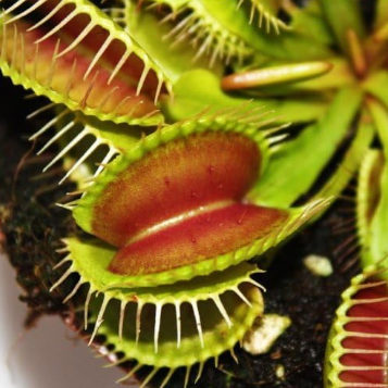 plante carnivore contre les moustiques